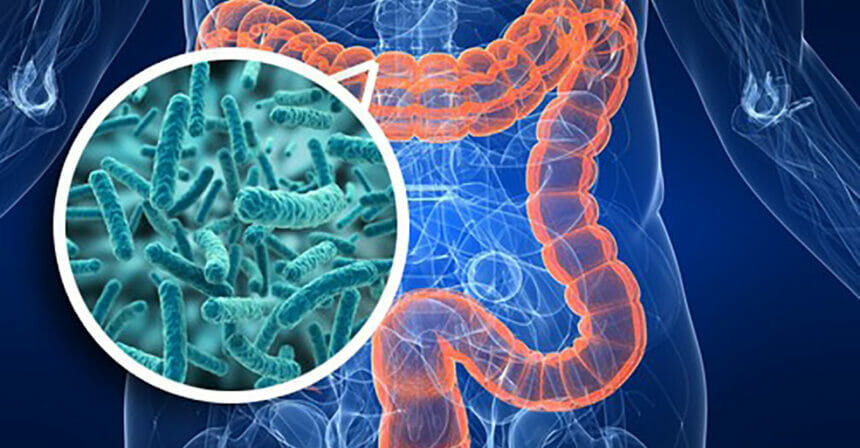 Il microbiota intestinale e probiotici